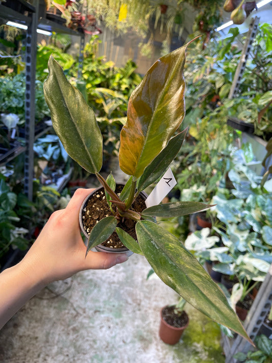 Philodendron caramel marble légère var M