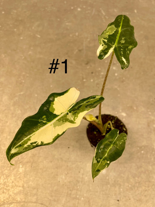 ALOCASIA SARIAN ALBO VARIEGATA NEW