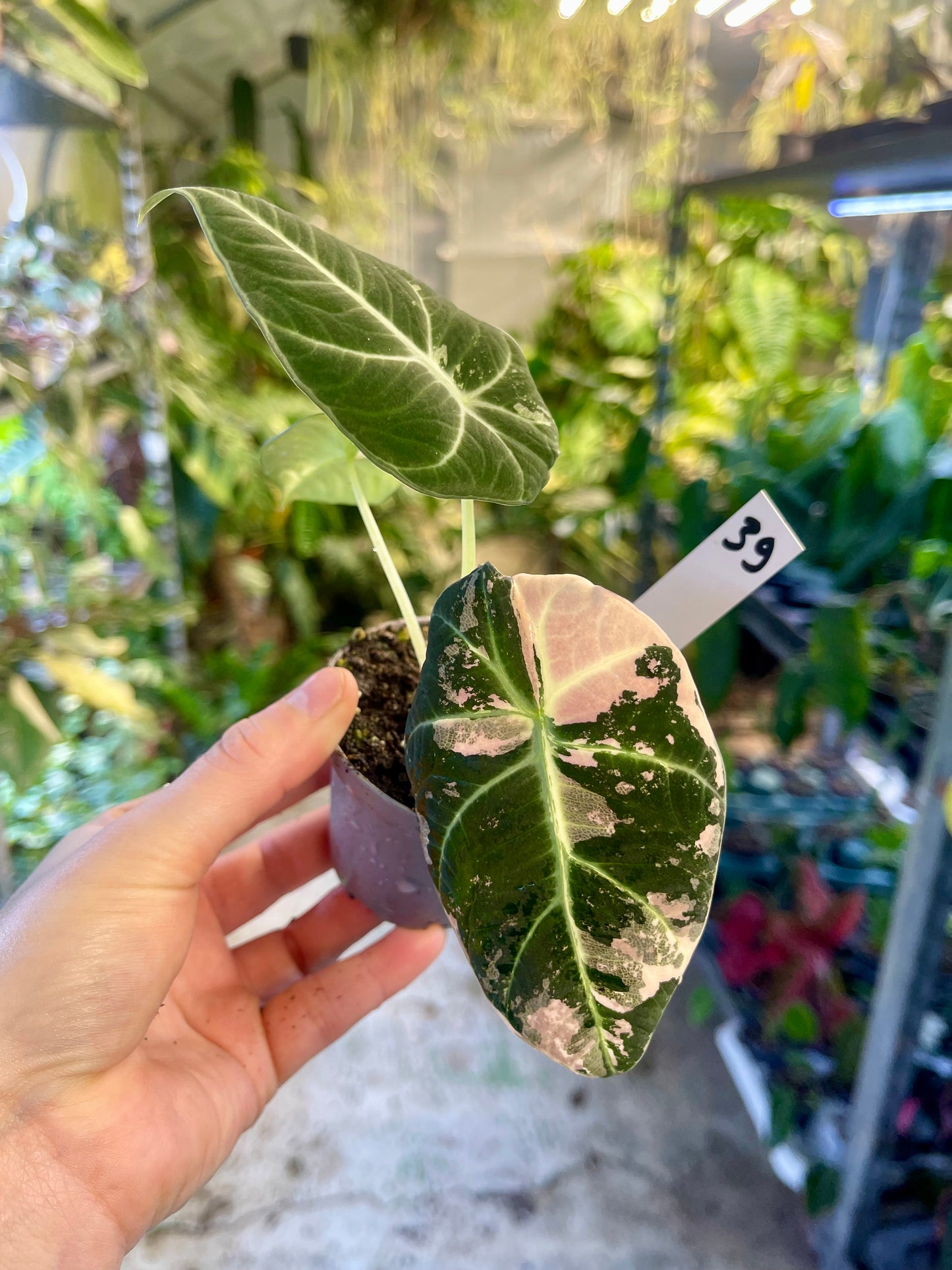 ALOCASIA BLACK VELVET VARIEGATA PINK S NEW