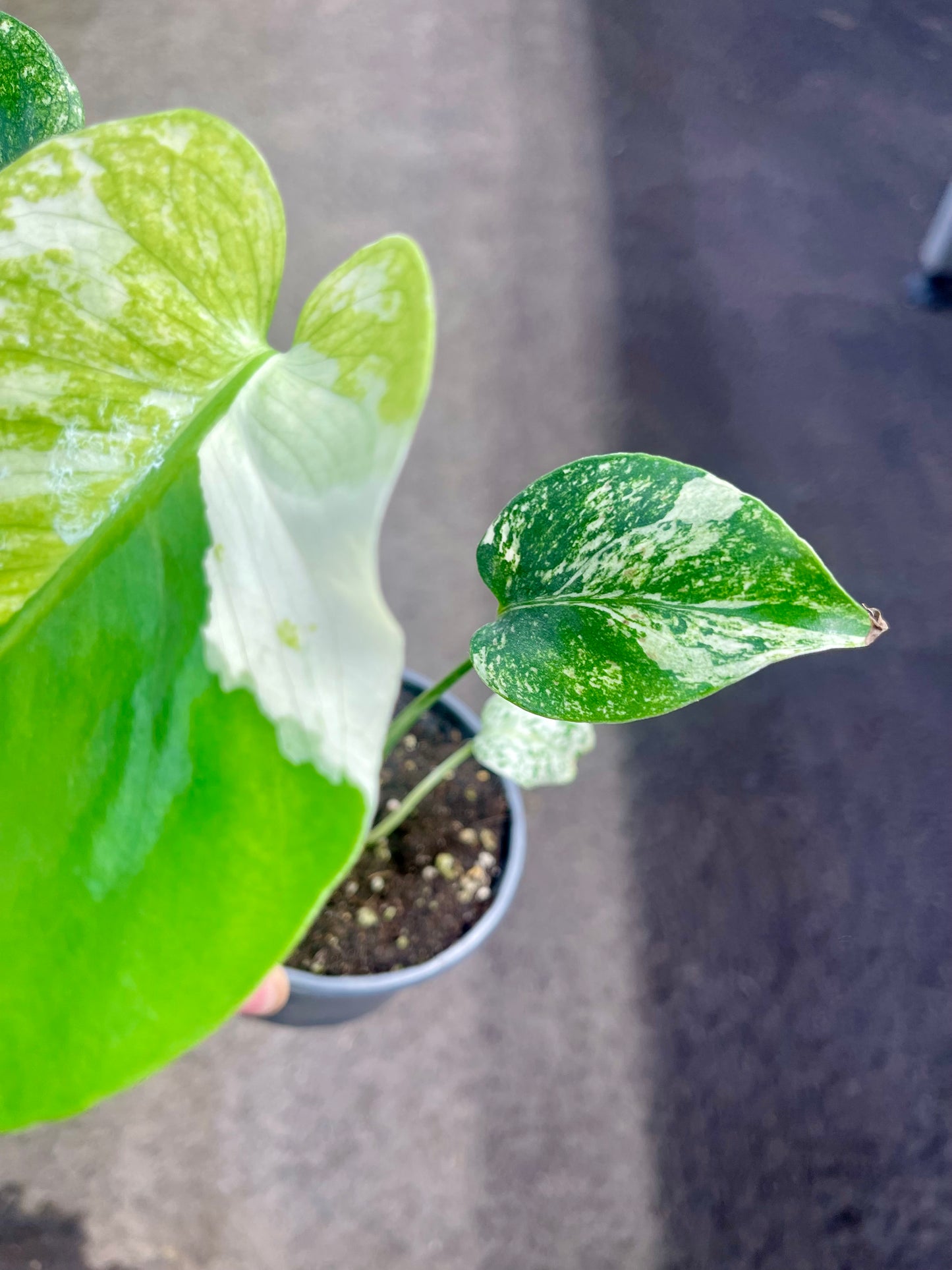 MONS.TERA WHITE MONSTER MUTATION TRICOLOR