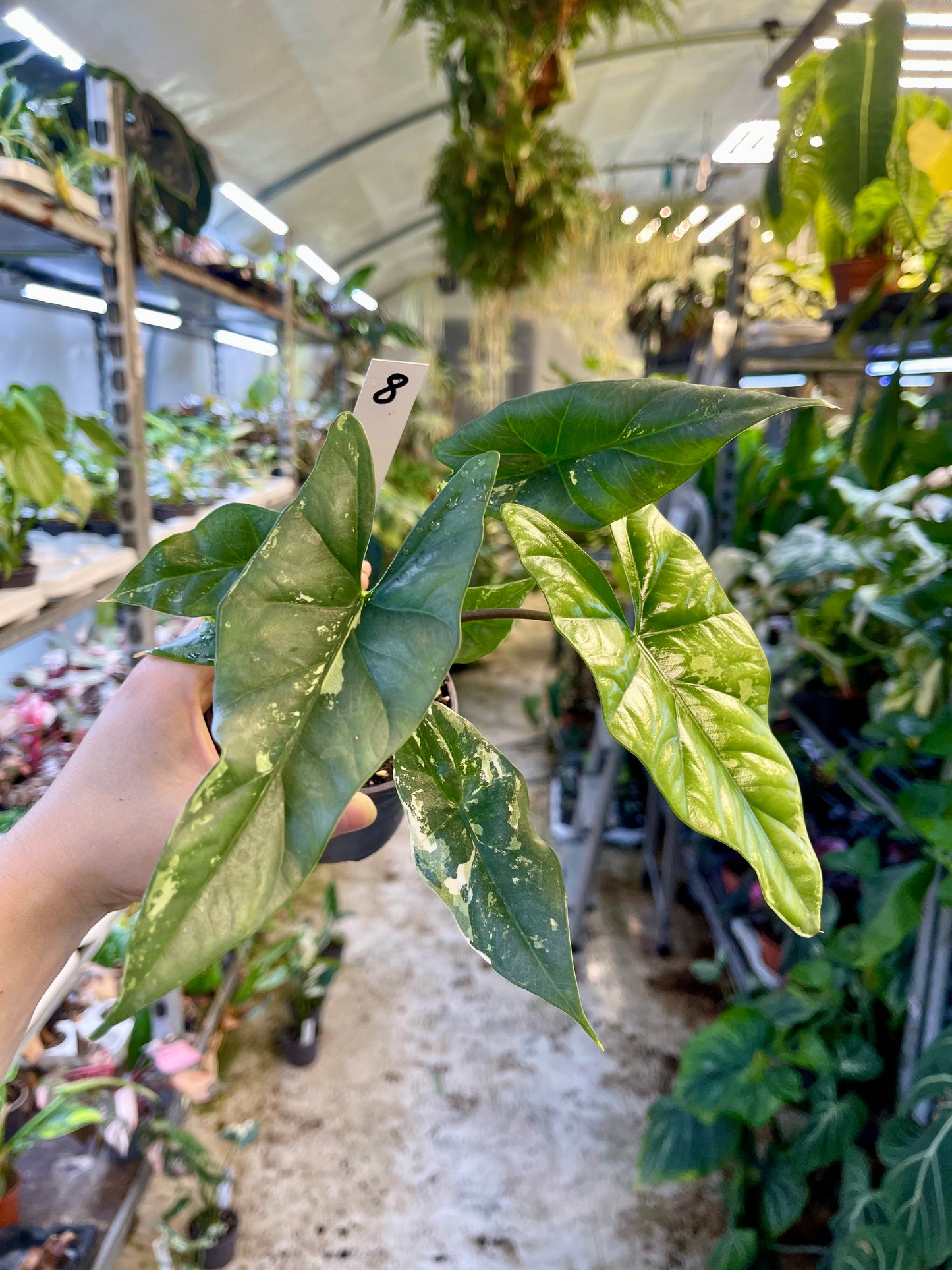 ALOCASIA SIMPO ALBO VARIEGATA M NEW