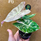 Alocasia nairobi nights variegata S NEW