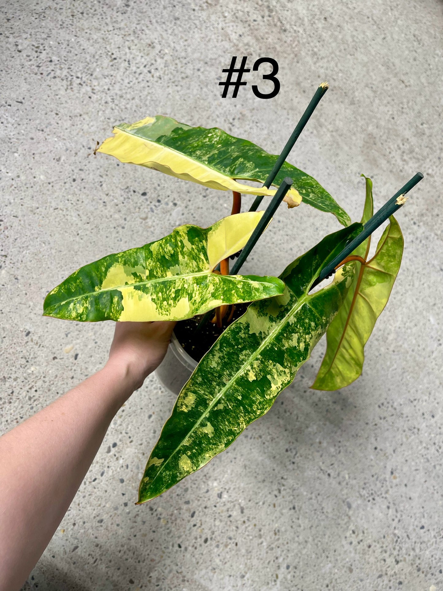 PHILODENDRON BILLIETIAE VARIEGATA NEW