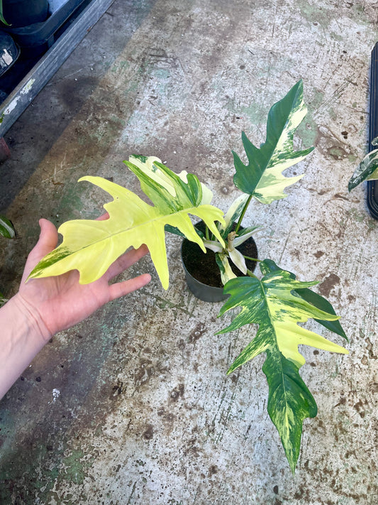 Philodendron tortum variegata x florida beauty NEW
