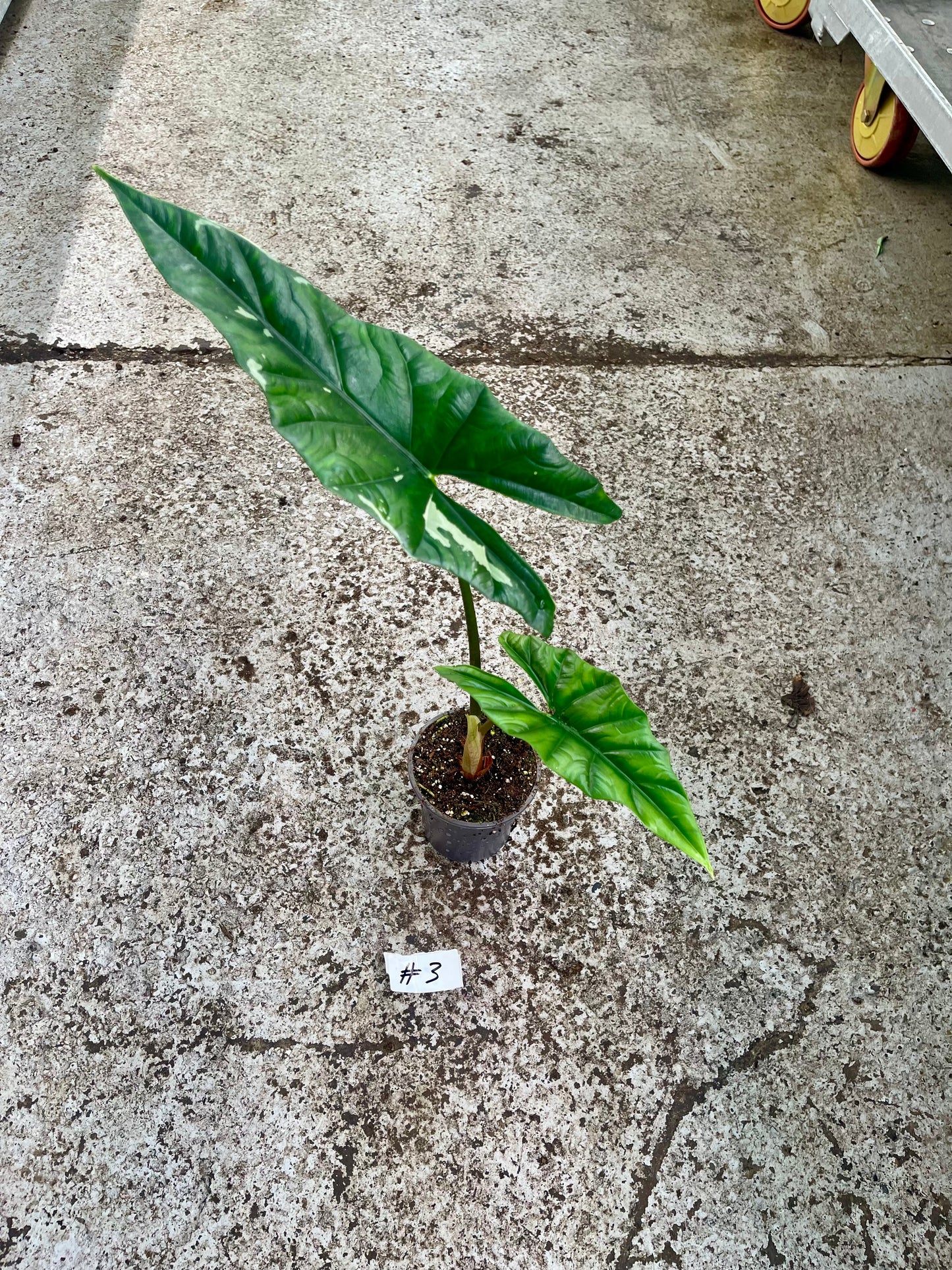 PLANTE A SAUVER