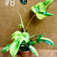 Philodendron florida beauty effet mint