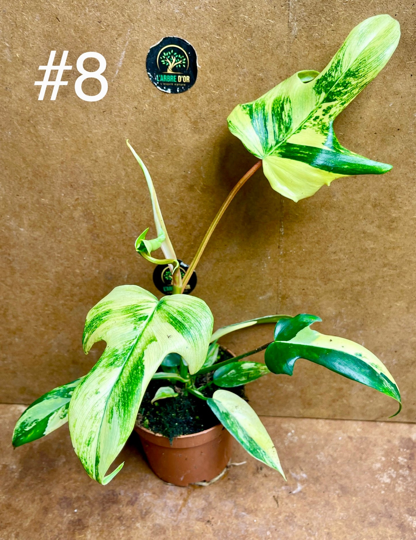 Philodendron florida beauty effet mint