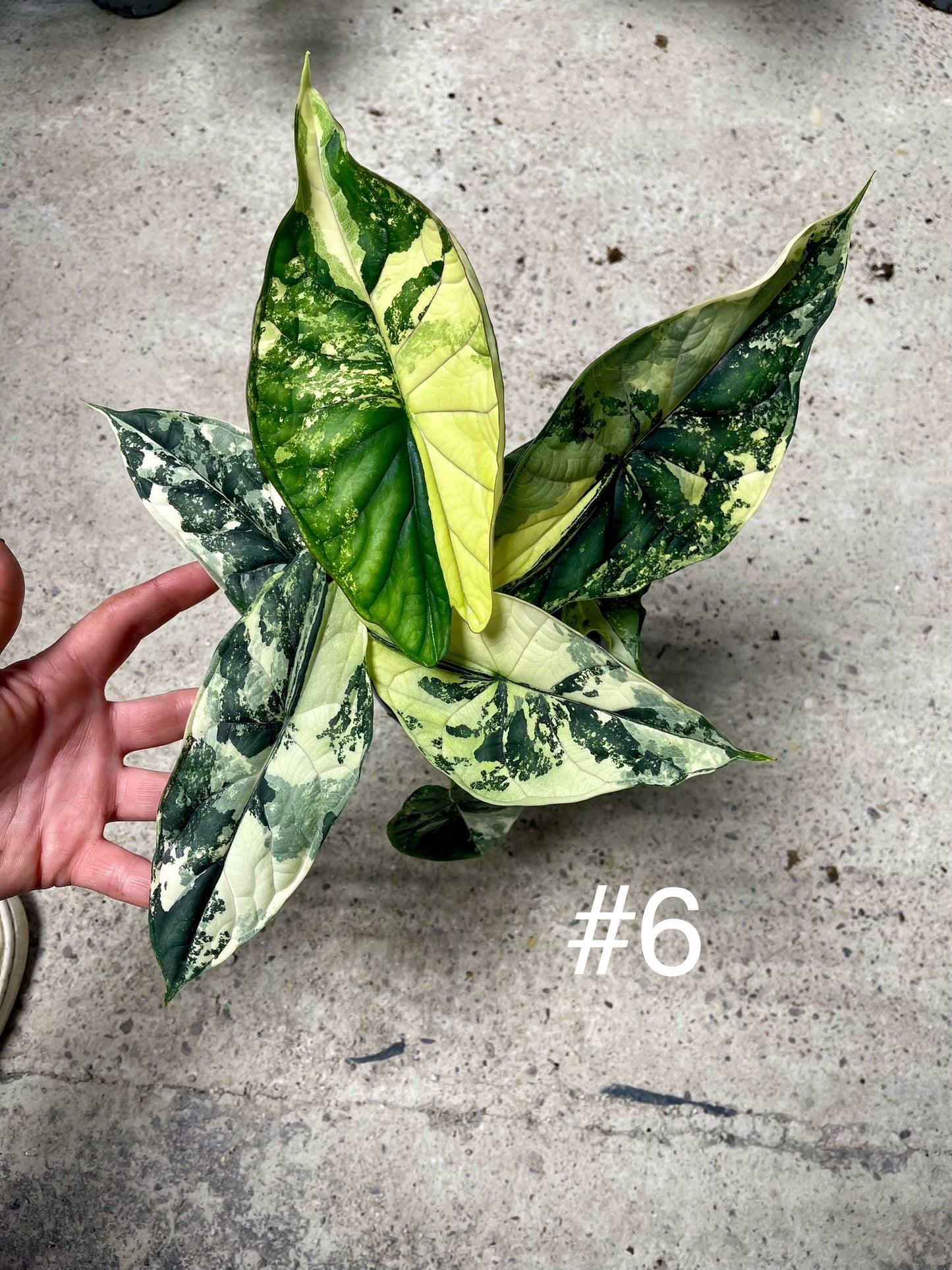 ALOCASIA DRAGON SCALE ALBO VARIEGATA  L