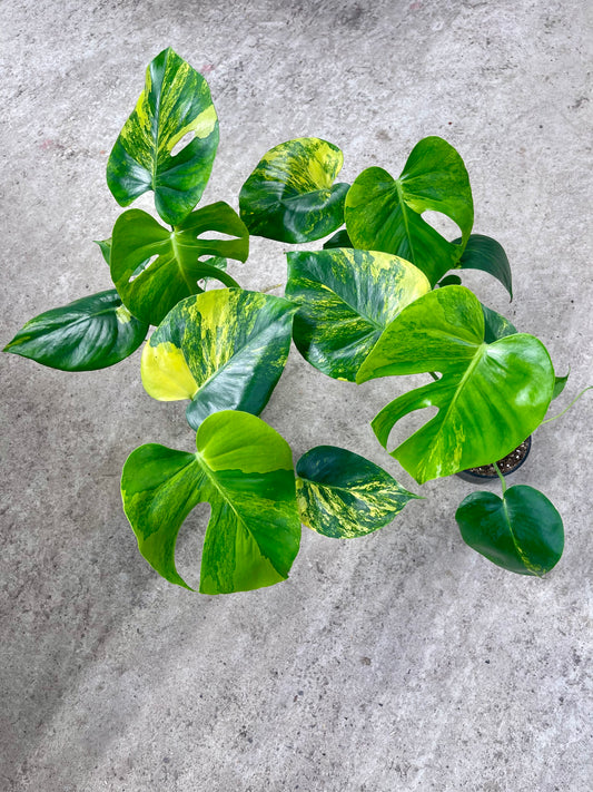 Monstera deliciosa Yellow Marilyn Variegata M/L NEW