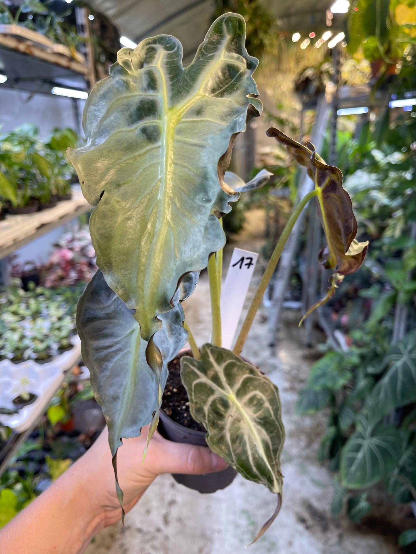 ALOCASIA VENOM L NEW