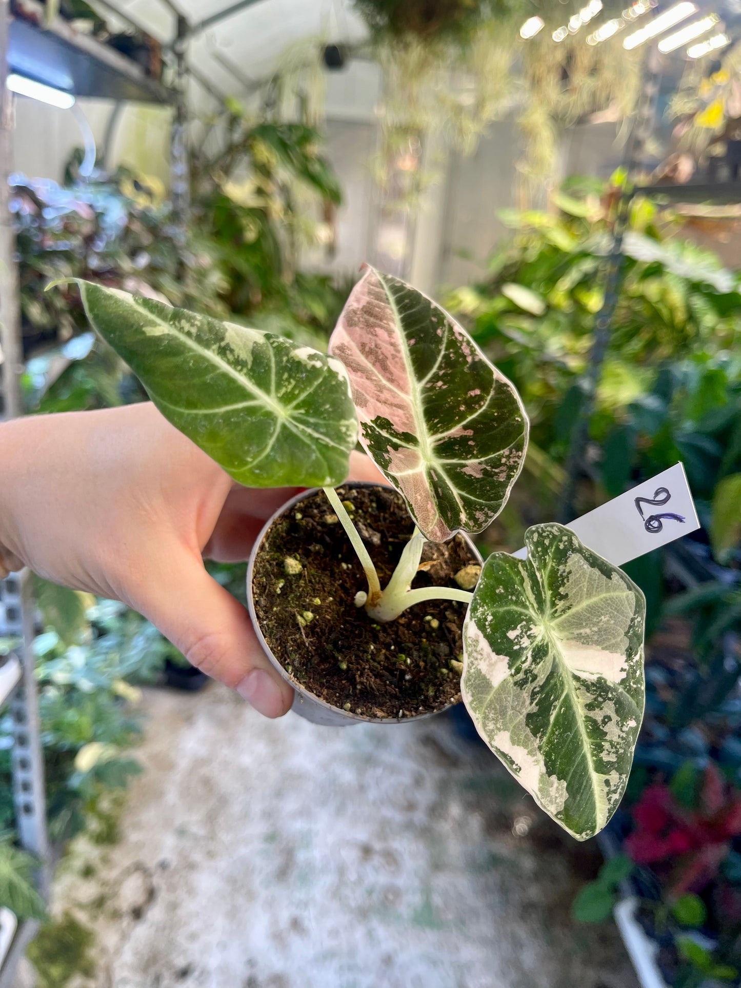 ALOCASIA BLACK VELVET VARIEGATA PINK S NEW