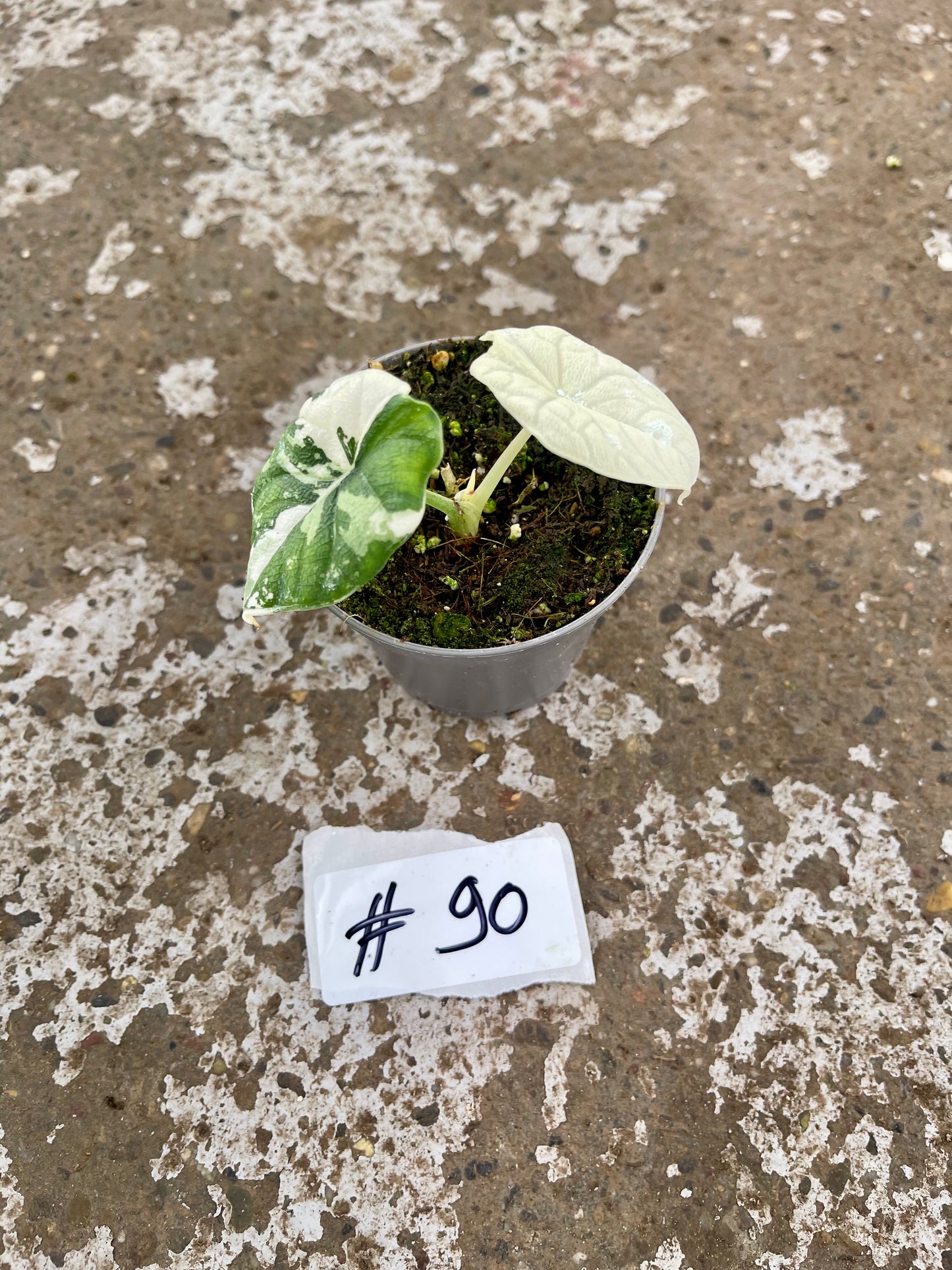 PLANTE A SAUVER