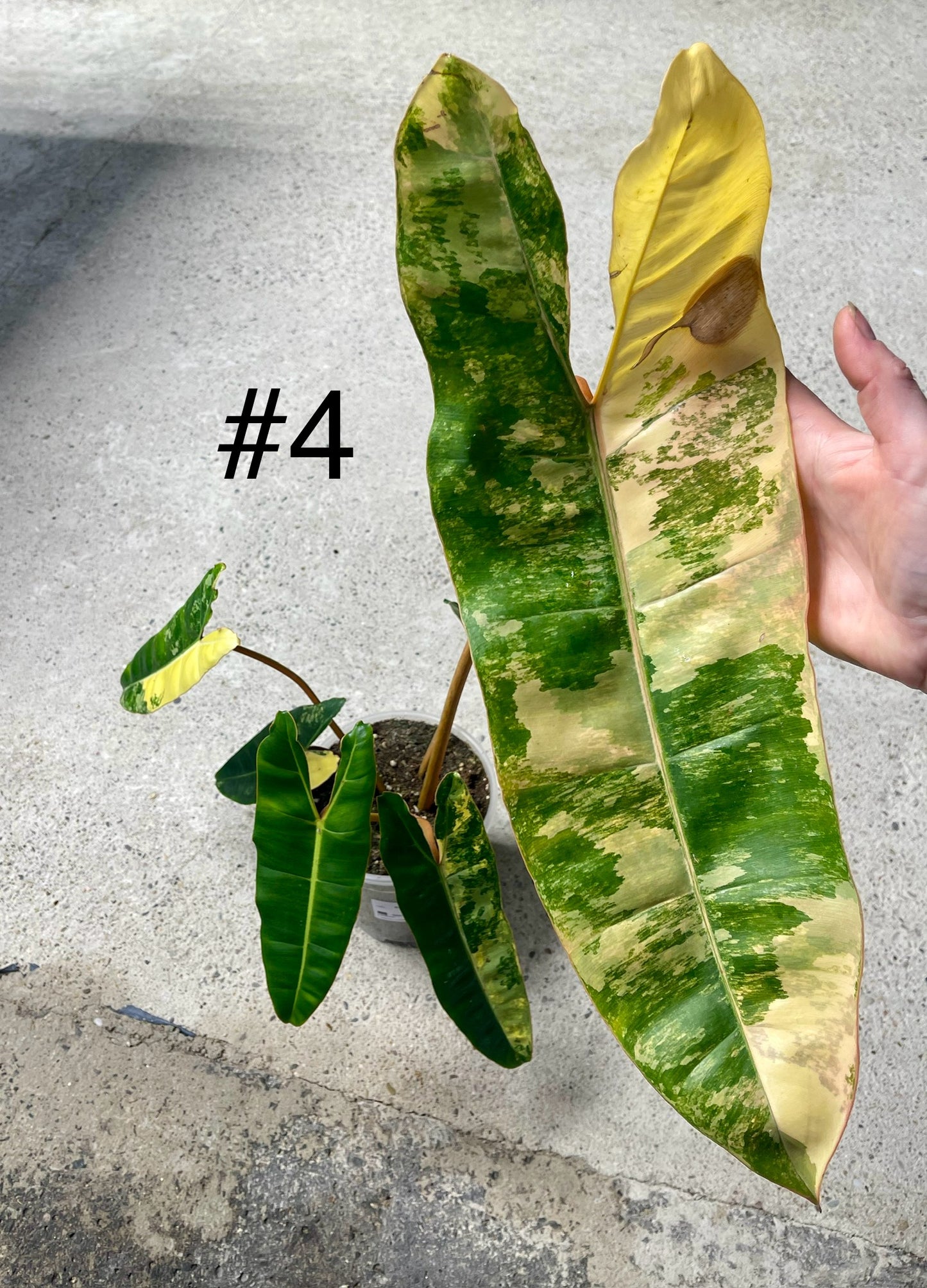 PHILODENDRON BILLIETIAE VARIEGATA NEW