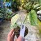 MONSTERA MINT WHITE MONSTER S NEW