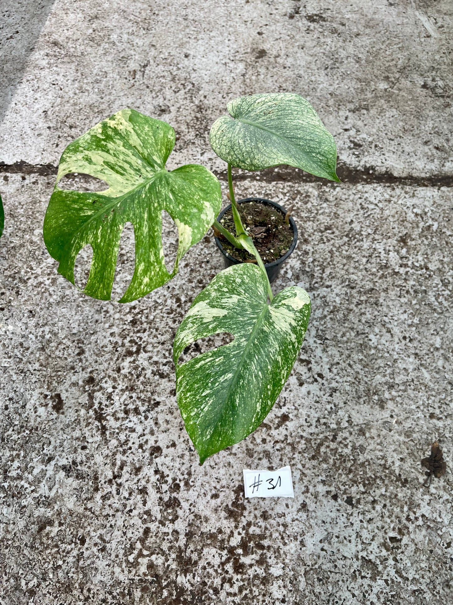 PLANTE A SAUVER