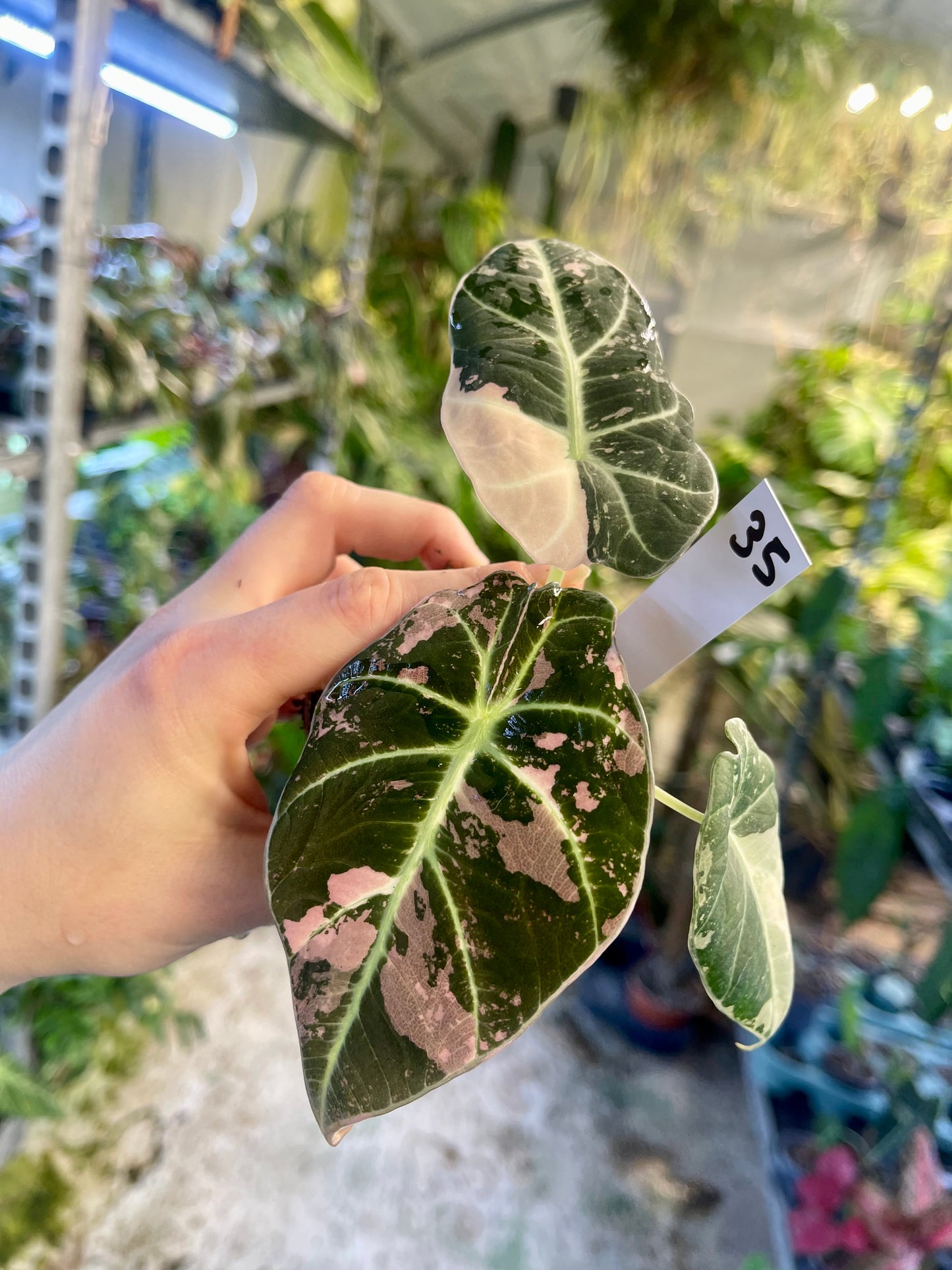 ALOCASIA BLACK VELVET VARIEGATA PINK S NEW