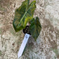 Alocasia pseudo sanderiana aurea variegata NEW