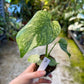 MONSTERA MINT WHITE MONSTER M NEW