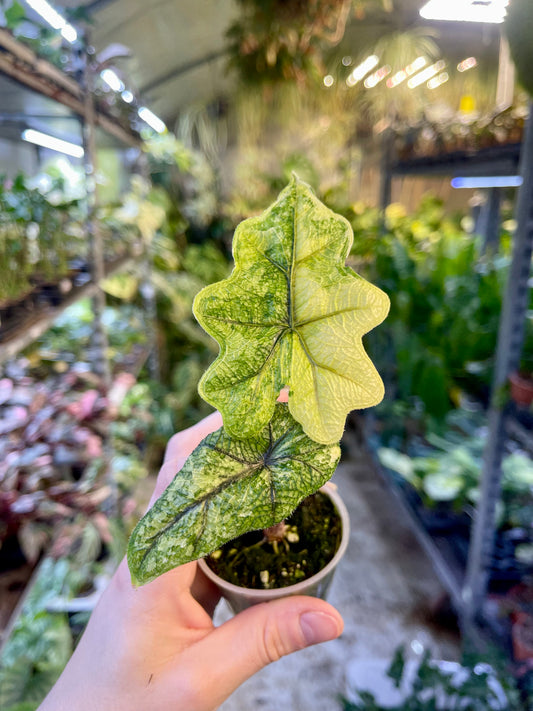 Alocasia jacklyn variegata