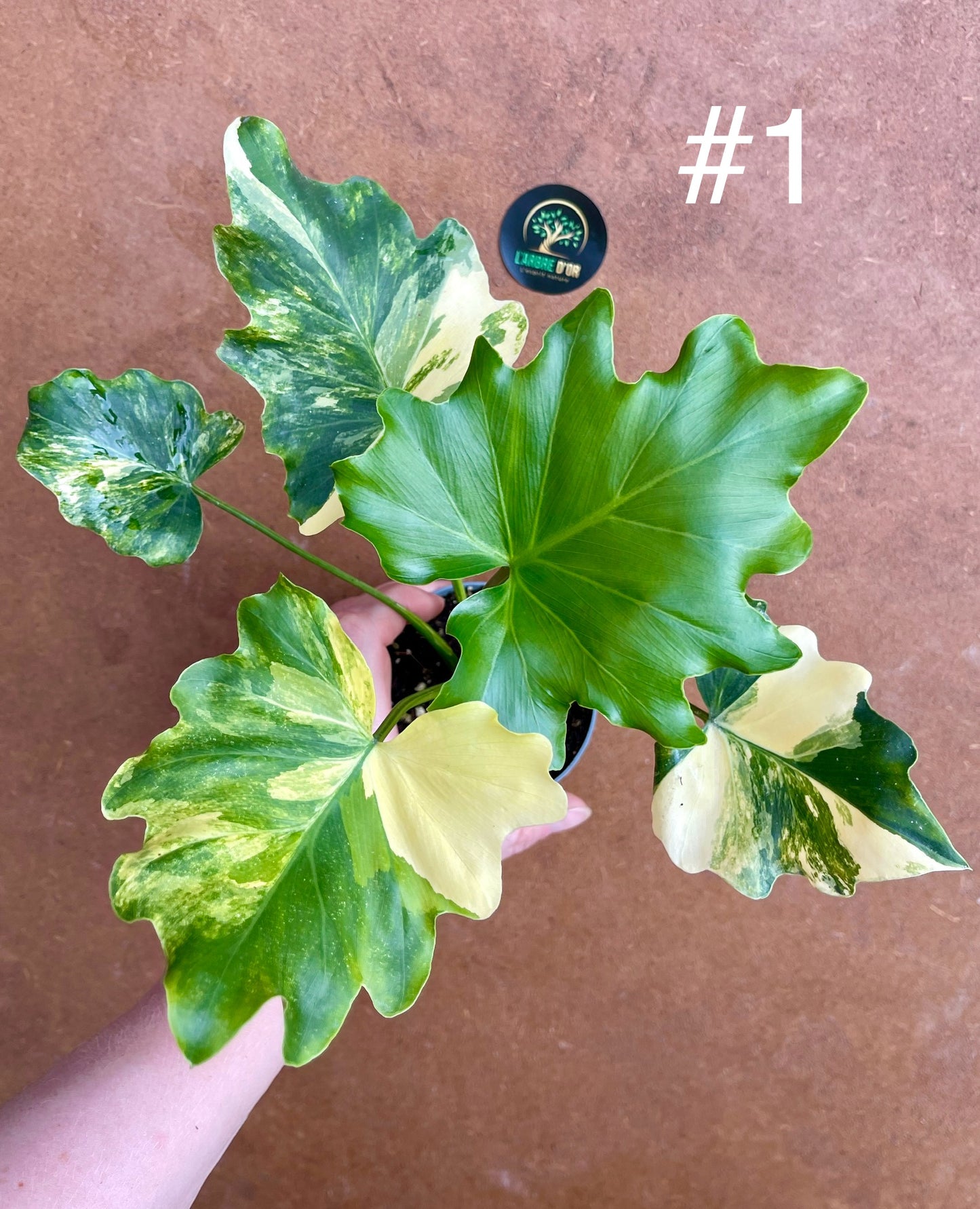 Philodendron selloum variegata M
