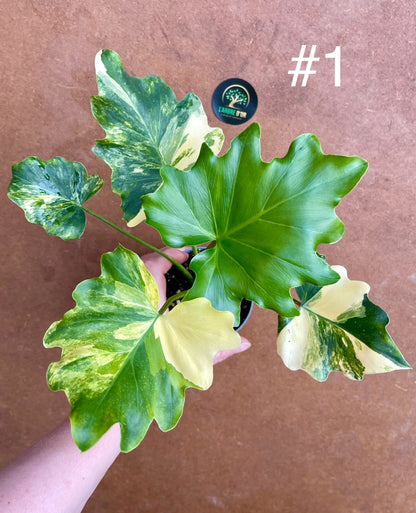 Philodendron selloum variegata M