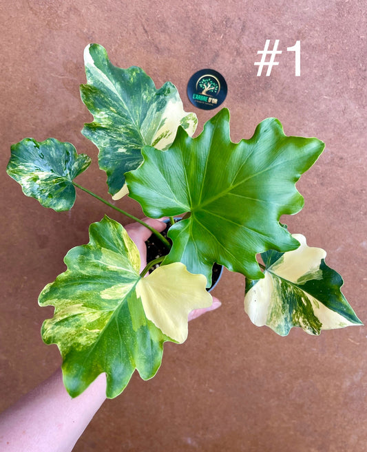 Philodendron selloum variegata M