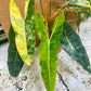 PHILODENDRON BILLIETIAE VARIEGATA