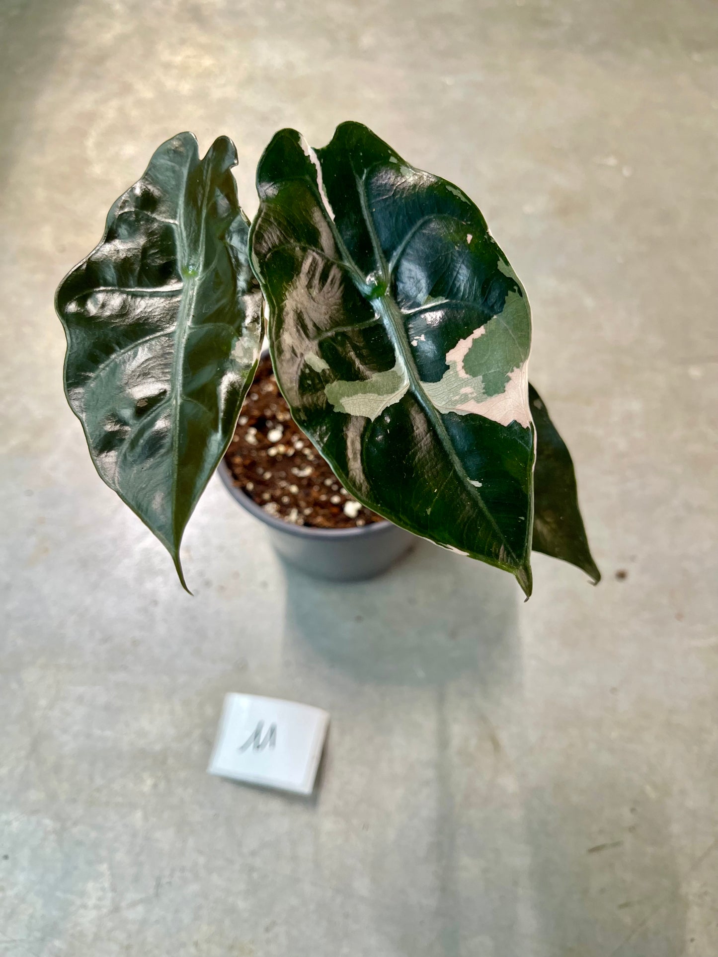 ALOCASIA CHANTRIERI PINK VARIEGATA NEW