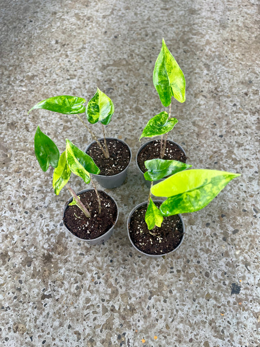 ALOCASIA ZEBRINA VARIEGATA