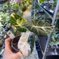 ALOCASIA BLACK VELVET PINK VARIEGATA M