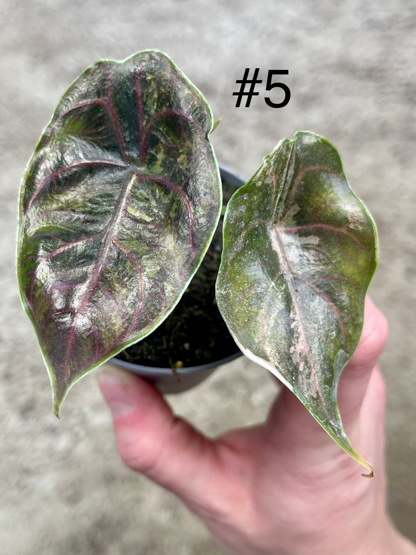 Alocasia Azlanii variegata