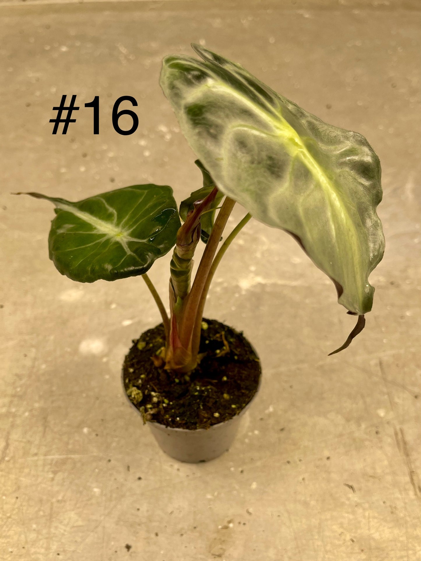 ALOCASIA VENOM S NEW
