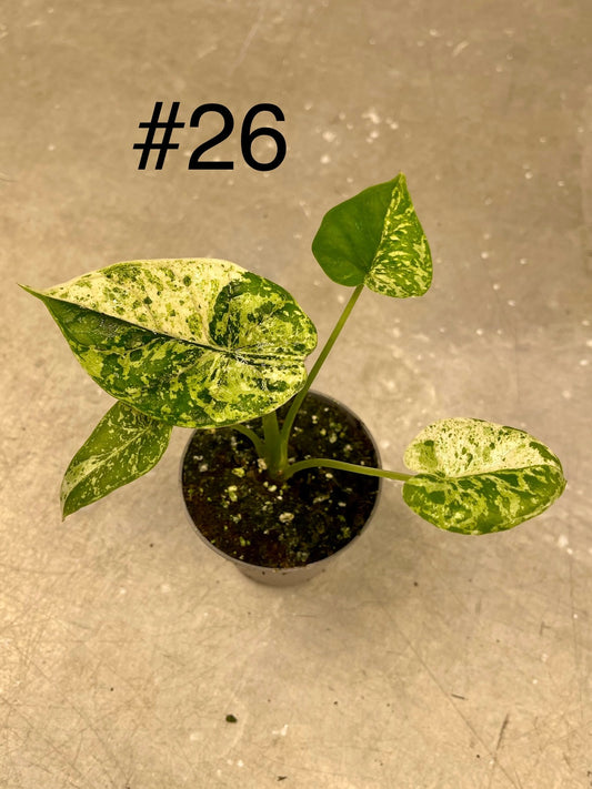 Alocasia dragon scale mint variegata NEW
