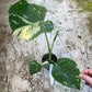 Monstera deliciosa thaï constellation M