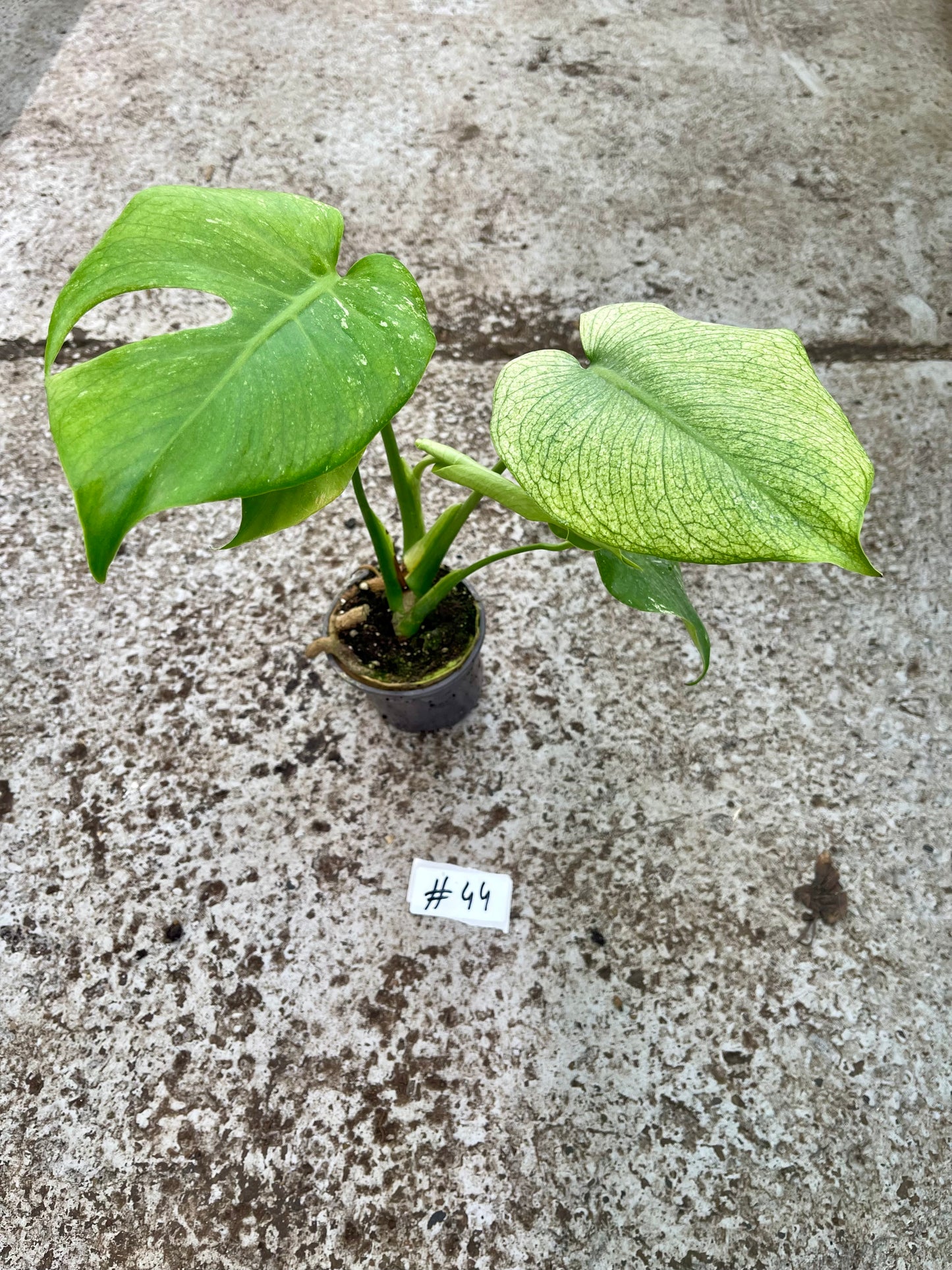 PLANTE A SAUVER