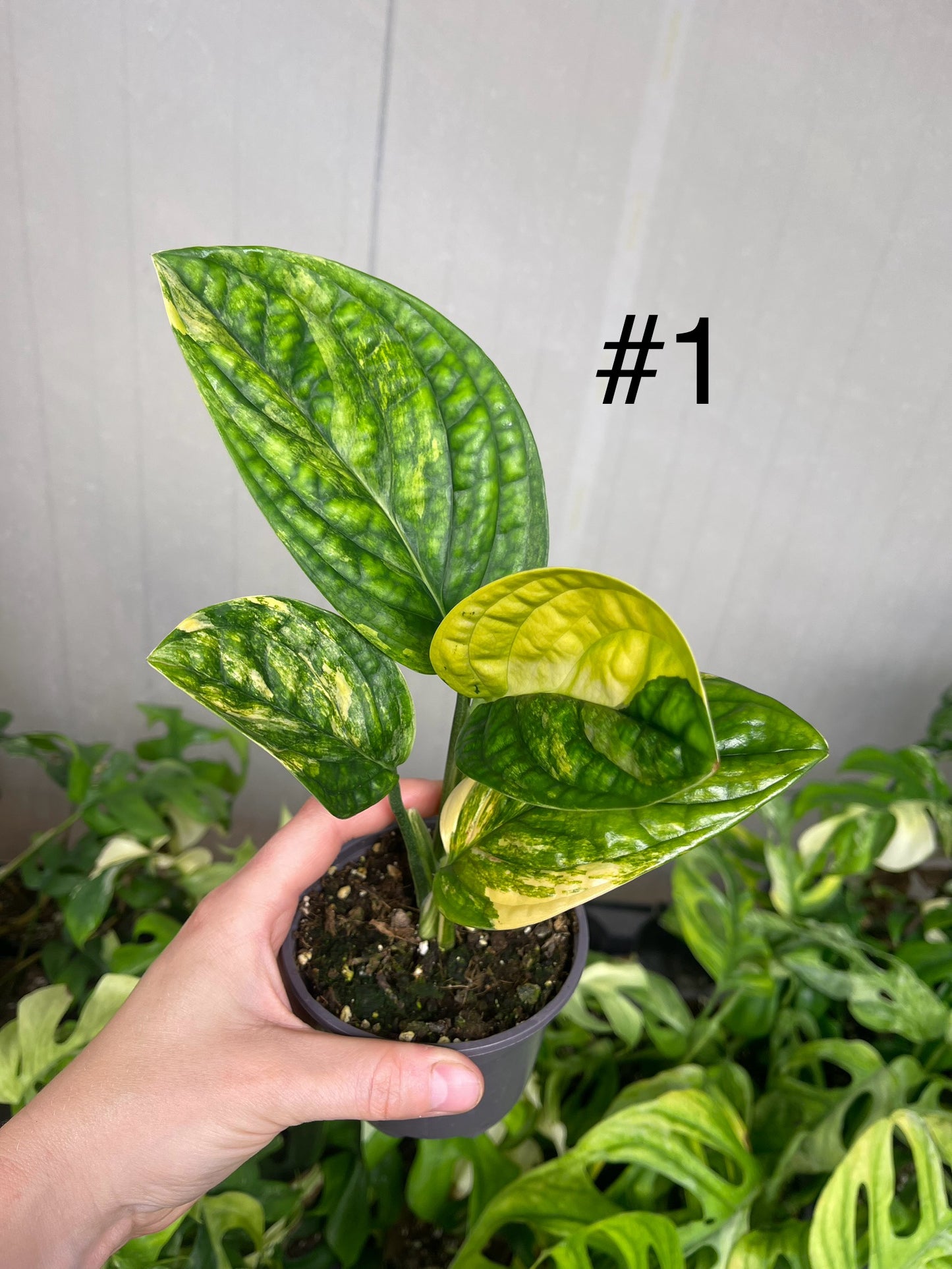 Monstera karstenianum variegata