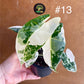 Alocasia frydek variegata haute variegation M
