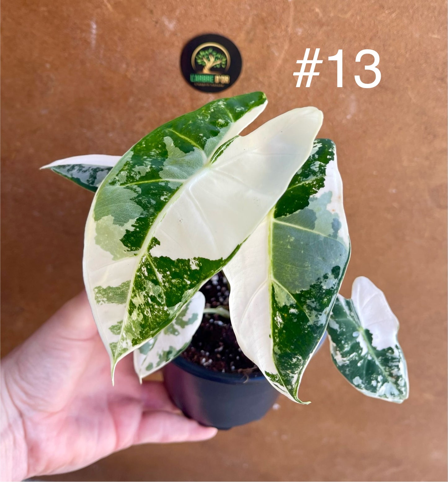 Alocasia frydek variegata haute variegation M