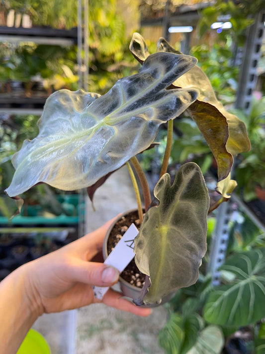 Alocasia venom