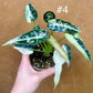 Alocasia green bambino variegata