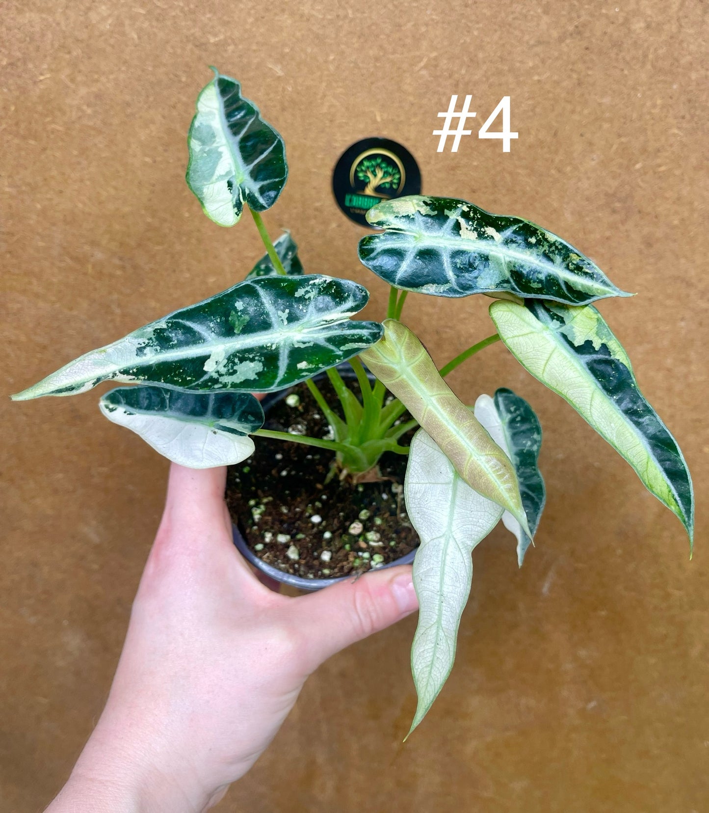Alocasia green bambino variegata