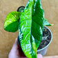 Alocasia scalprum variegata