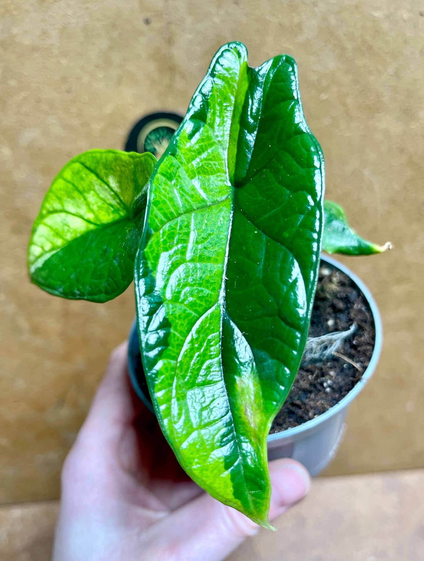 Alocasia scalprum variegata