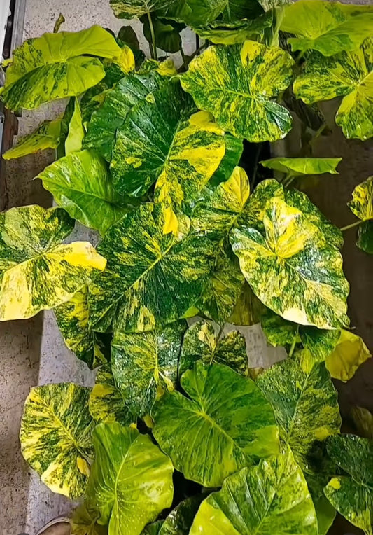 Alocasia gageana aurea variegata NEW