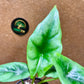 Alocasia reversa S NEW