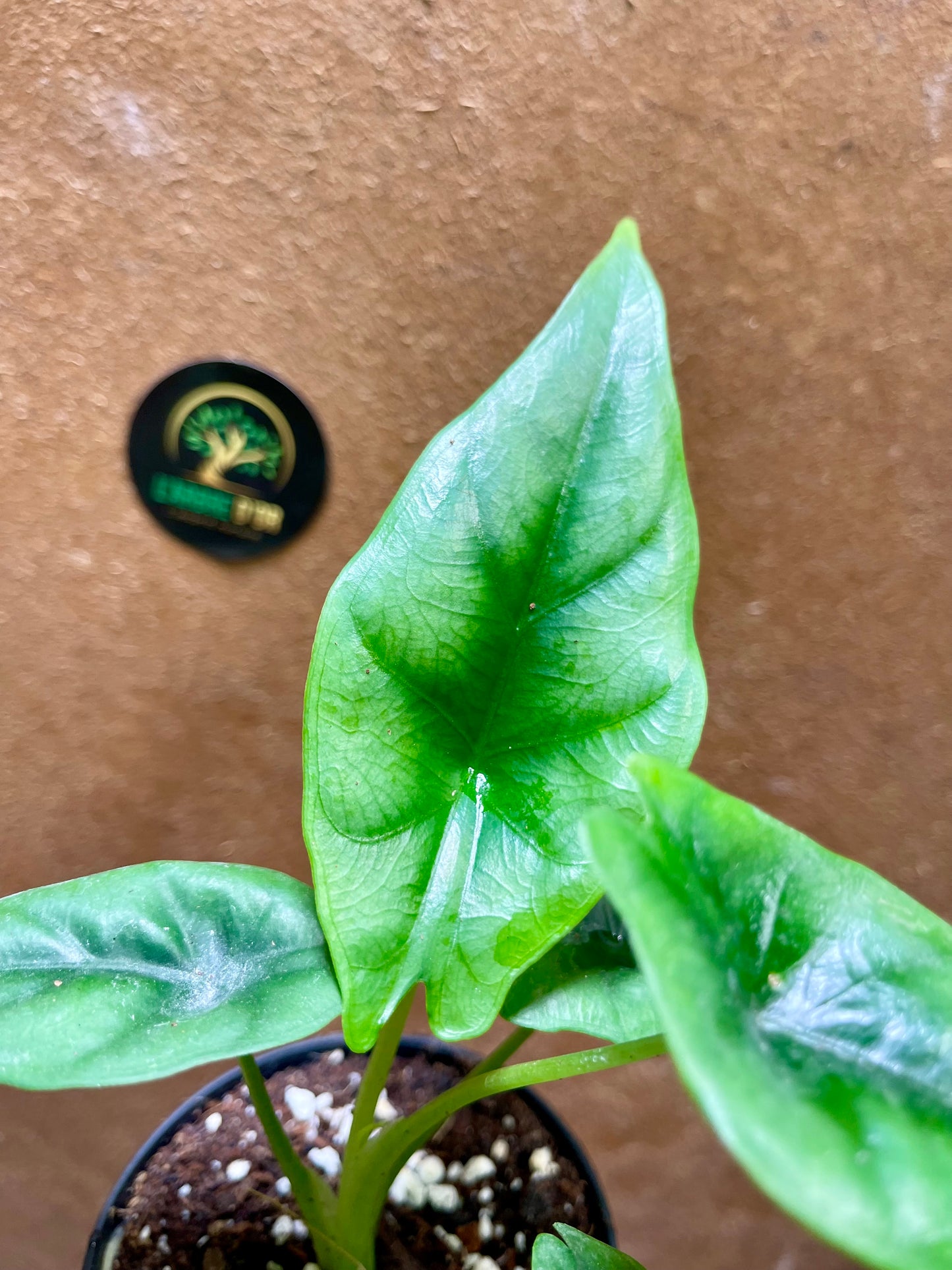 Alocasia reversa S NEW