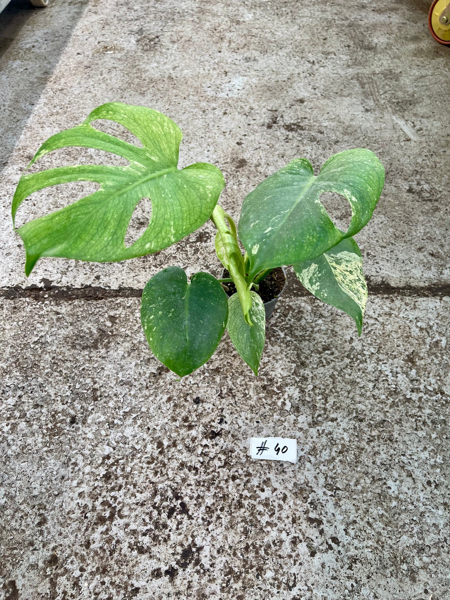 PLANTE A SAUVER