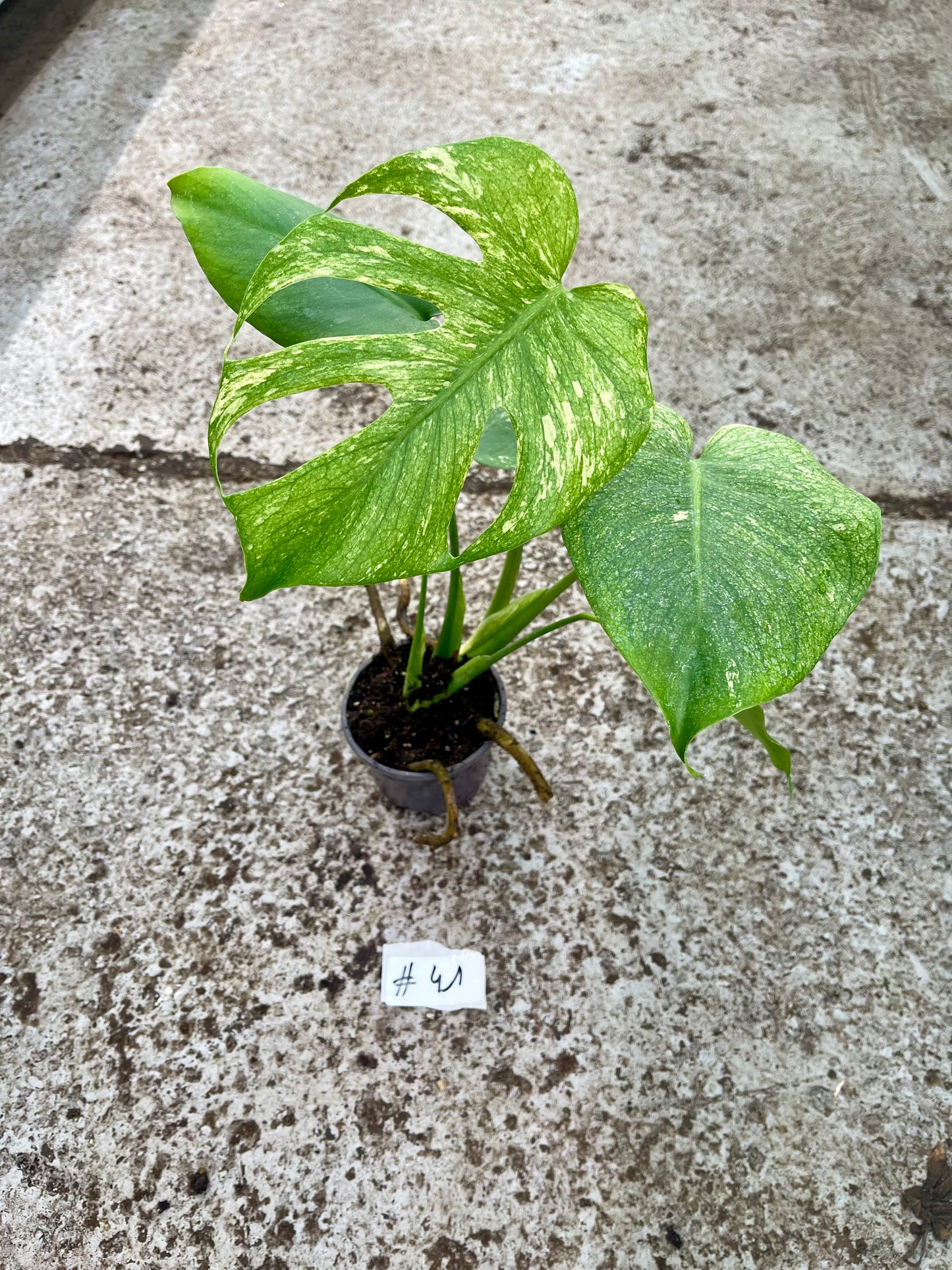 PLANTE A SAUVER