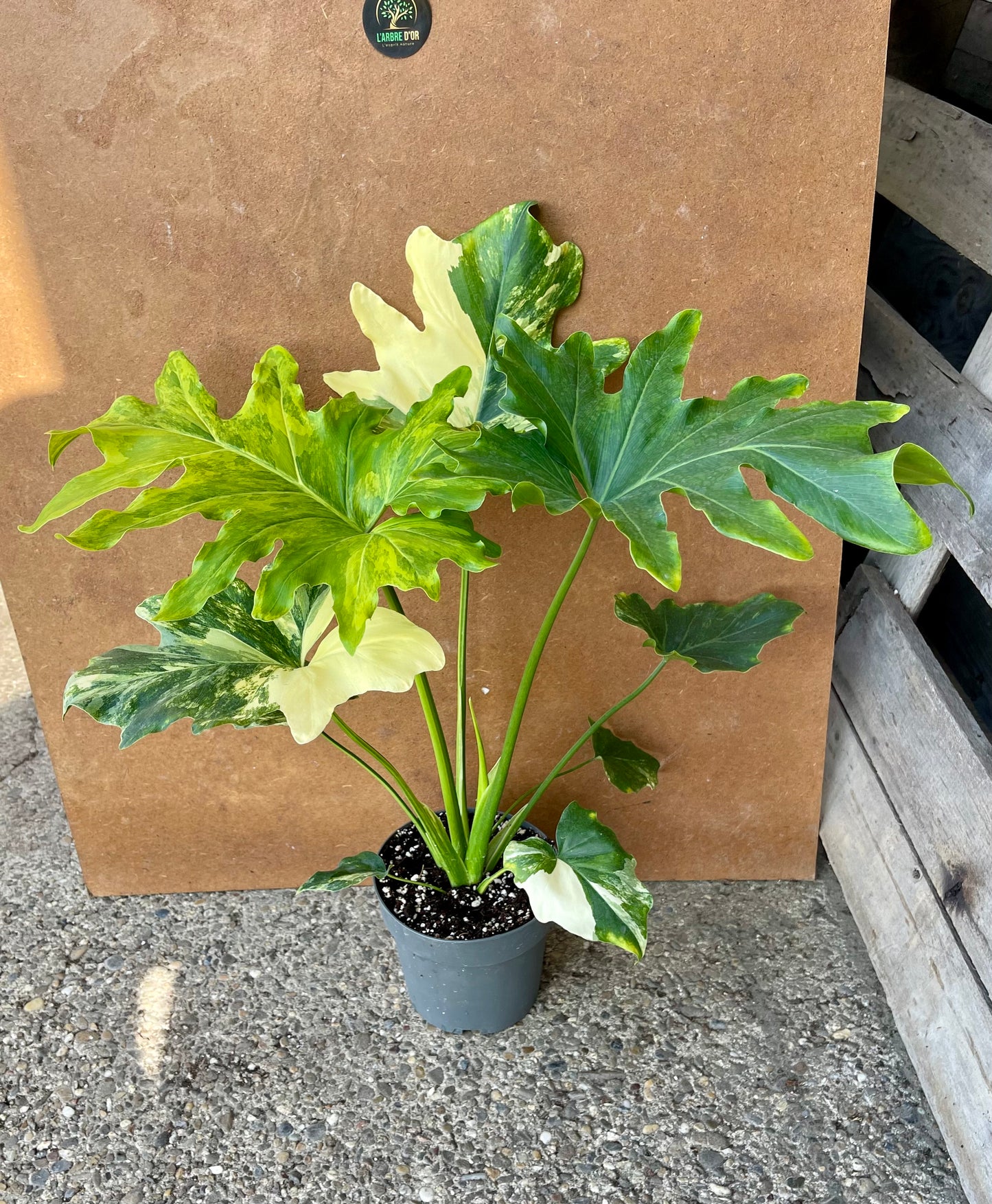 Philodendron selloum variegata L