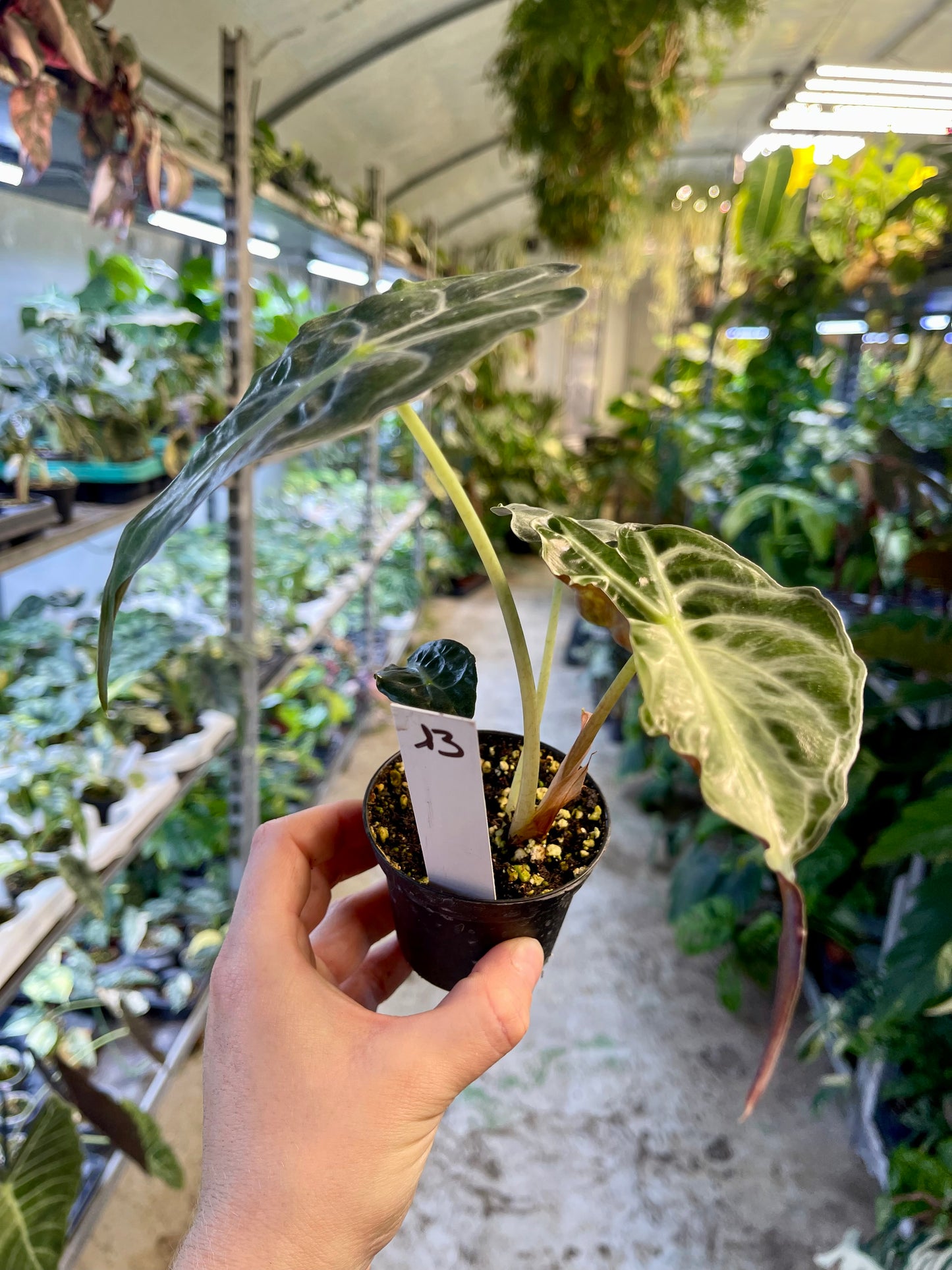ALOCASIA VENOM S NEW